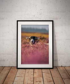 To buy a print or any of the below please click on the images